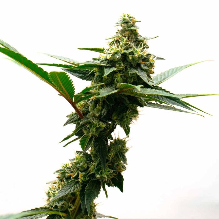 Death Star Feminized Cannabis Seeds