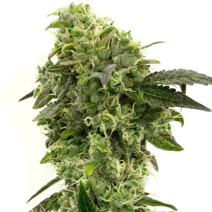 Hindu Kush Feminized Cannabis Seeds