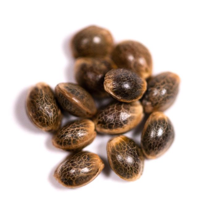 Gelato Autoflower Cannabis Seeds