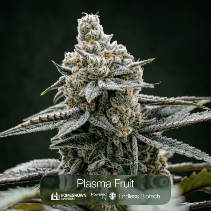 Plasma Fruit + Killer Cupcake Clone Bundle