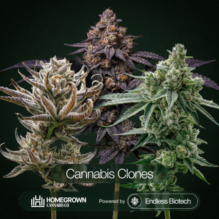 GG4 + Tropic Thunder Funk + Black Cherry Gelato Clone Bundle