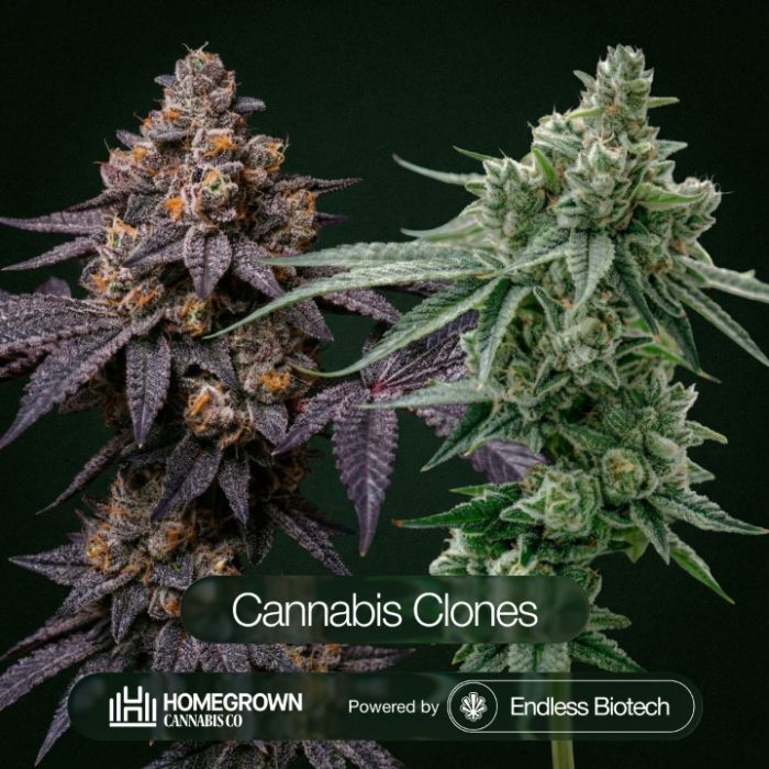 GG4 + Black Cherry Gelato Clone Bundle