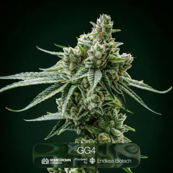 GG4 + Tropic Thunder Funk + Black Cherry Gelato Clone Bundle