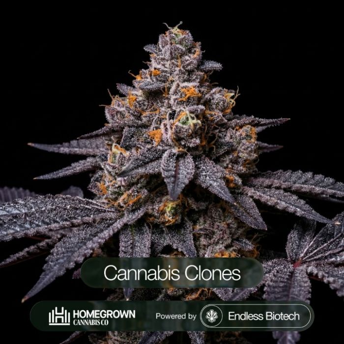 Black Cherry Gelato Cannabis Clones