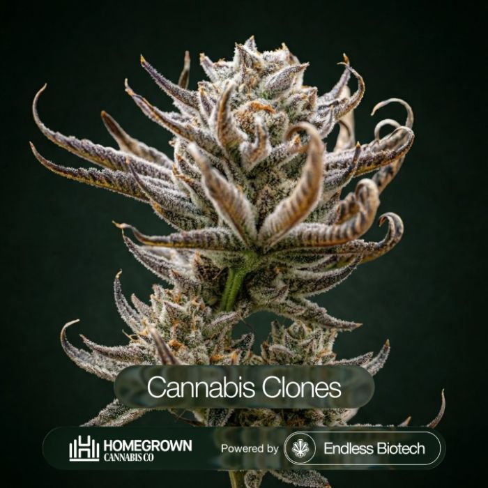 Tropic Thunder Funk Cannabis Clones