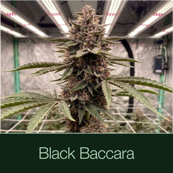 Black Baccara + Killer Cupcake Cannabis Clone Bundle 