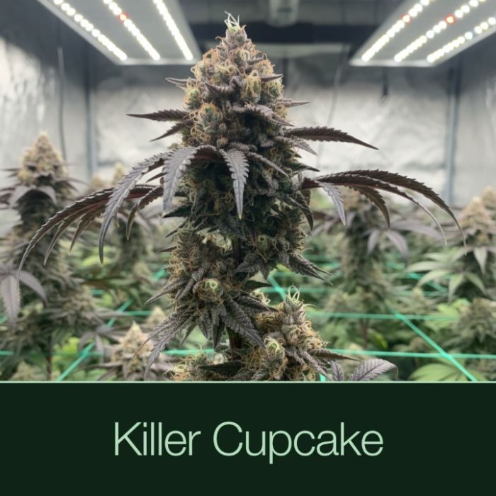 Black Baccara + Killer Cupcake Cannabis Clone Bundle 
