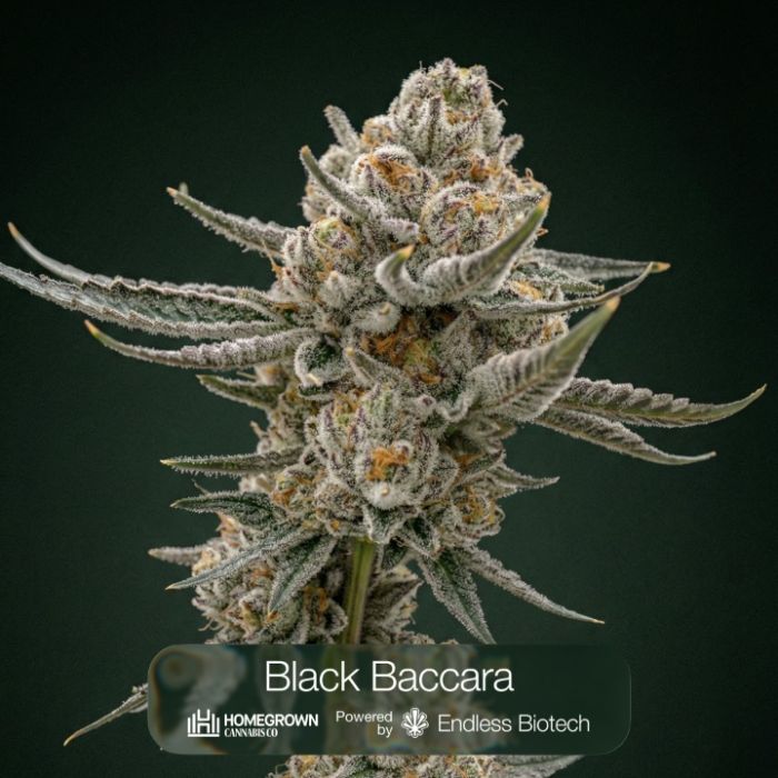 Black Baccara + Killer Cupcake + Sunset Spice Cannabis Clone Bundle