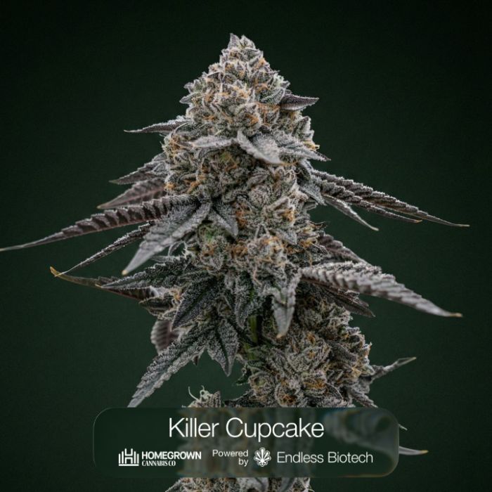 Black Baccara + Killer Cupcake + Sunset Spice Cannabis Clone Bundle