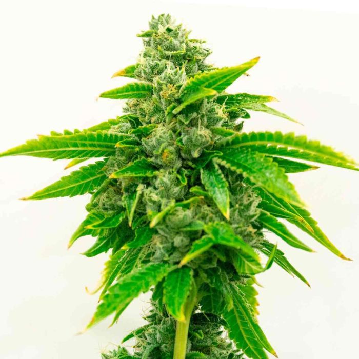 CBD 1-CA Ratio 1:20 Feminized Cannabis Seeds