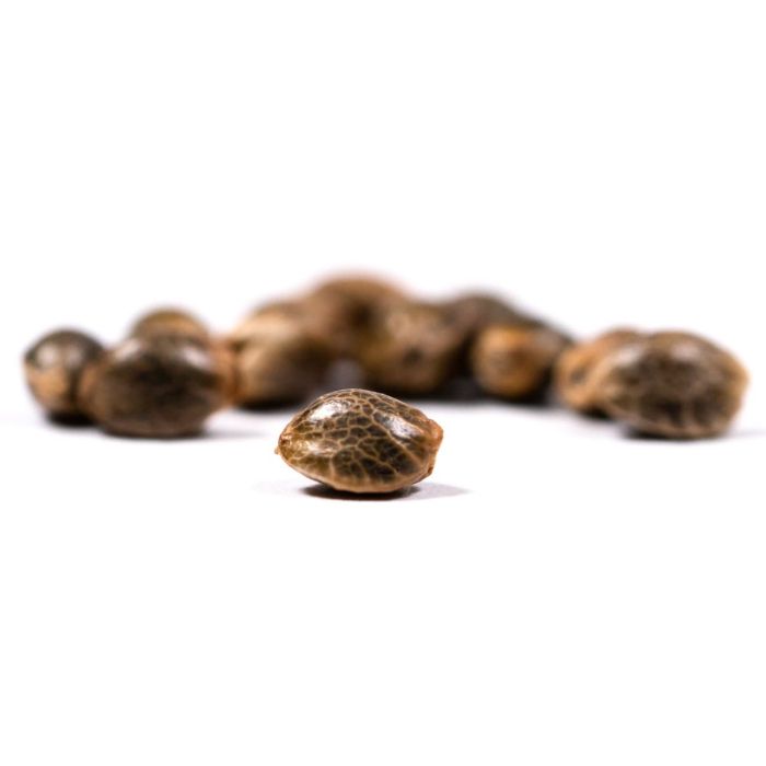 Skunk Autoflower Cannabis Seeds