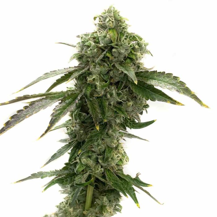 Blue Dream Feminized Cannabis Seeds