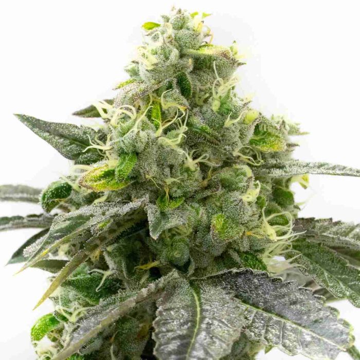 Cream Caramel Feminized Cannabis Seeds