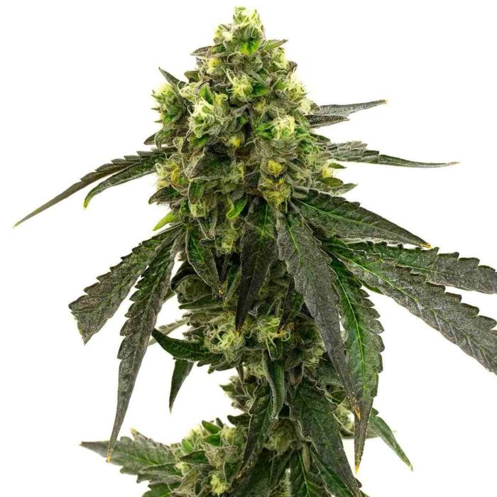 Girl Scout Cookies Feminized Cannabis Seeds