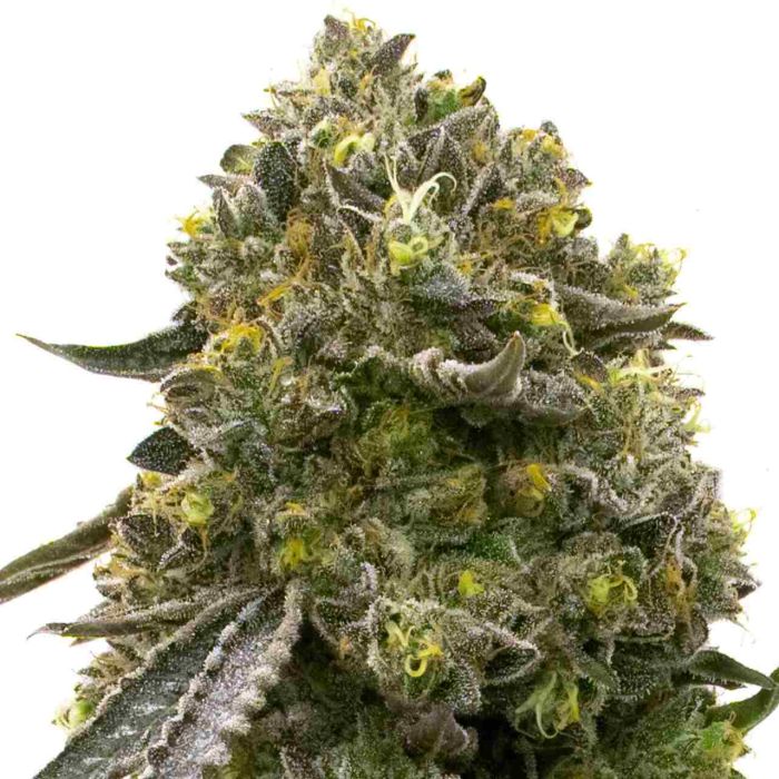 Wedding Cake Feminized Cannabis Seeds
