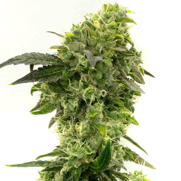 Haze XL Autoflower Cannabis Seeds