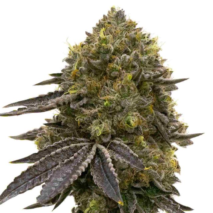 Do-si-dos Feminized Cannabis Seeds