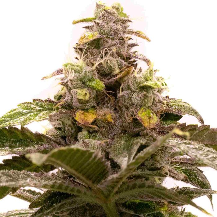 Tropic Thunder Regular Cannabis Seeds