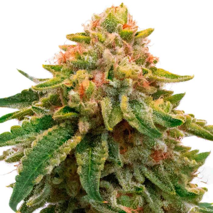 Orange Skunk Feminized Cannabis Seeds