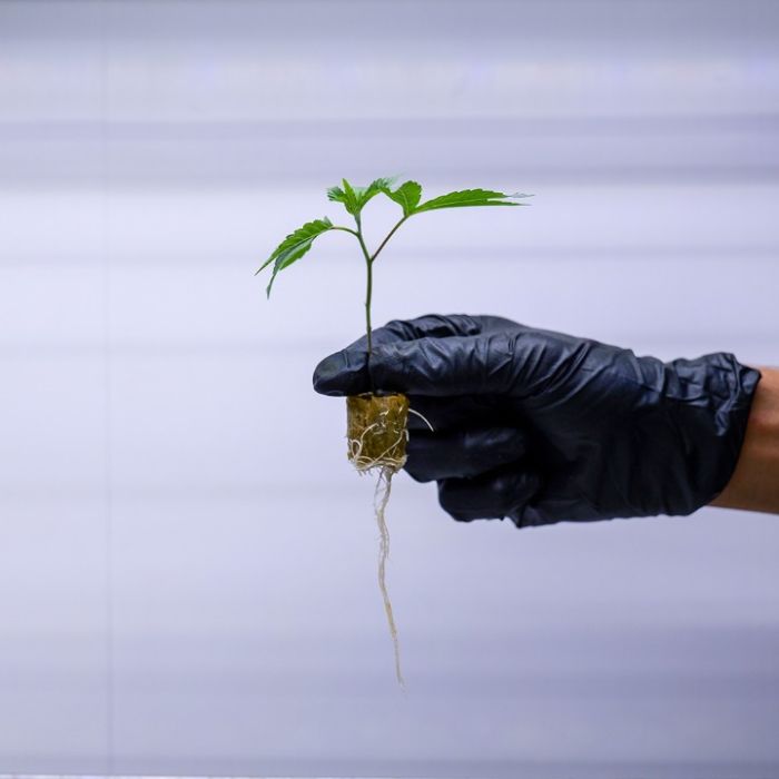 Aloha Sugar Cannabis Clones