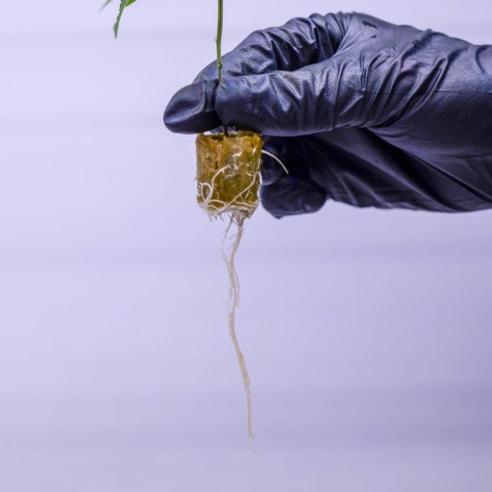 Black Cherry Gelato Cannabis Clones