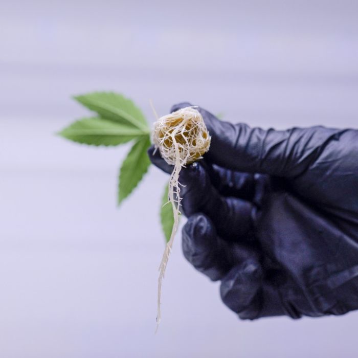 Gastronaut Cannabis Clones