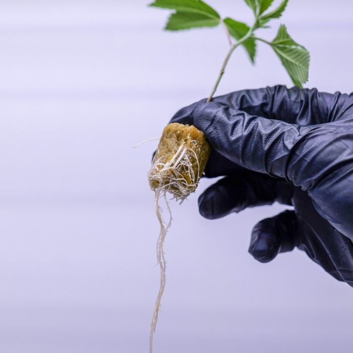 Black Baccara + Killer Cupcake Cannabis Clone Bundle 