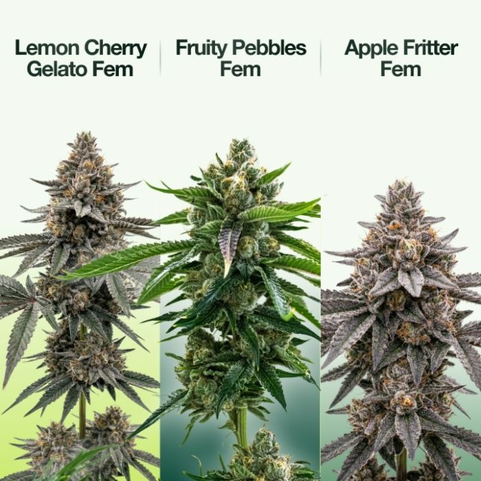 2026 Bestselling Hybrid Fem Collection