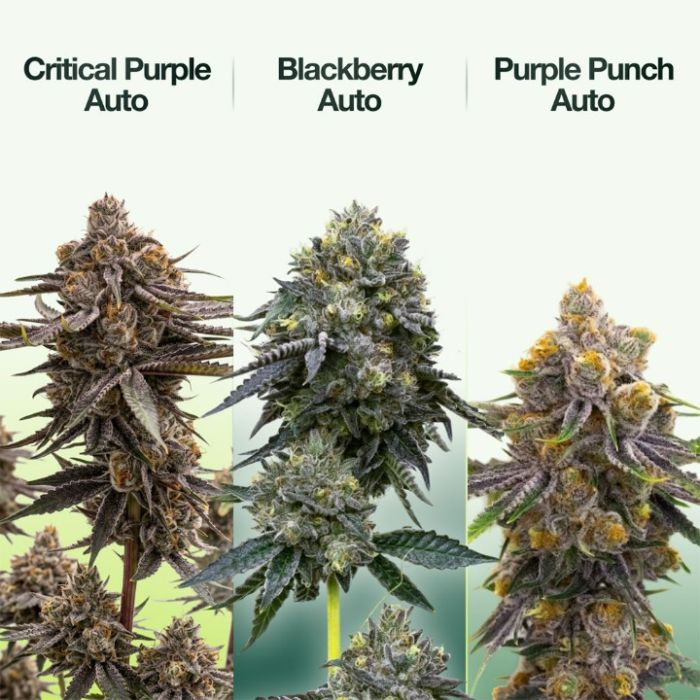 2026 Bestselling Indica Auto Collection