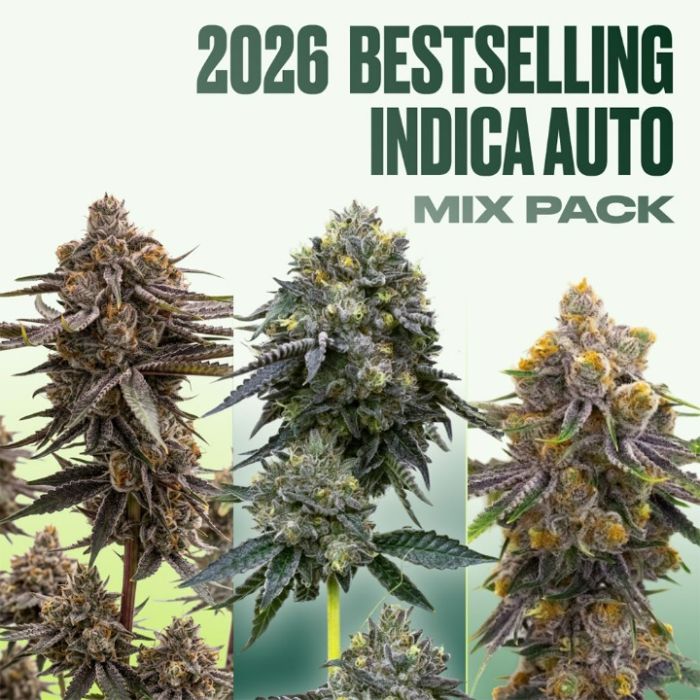 2026 Bestselling Indica Auto Collection