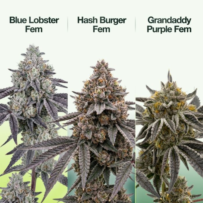 2026 Bestselling Indica Fem Collection