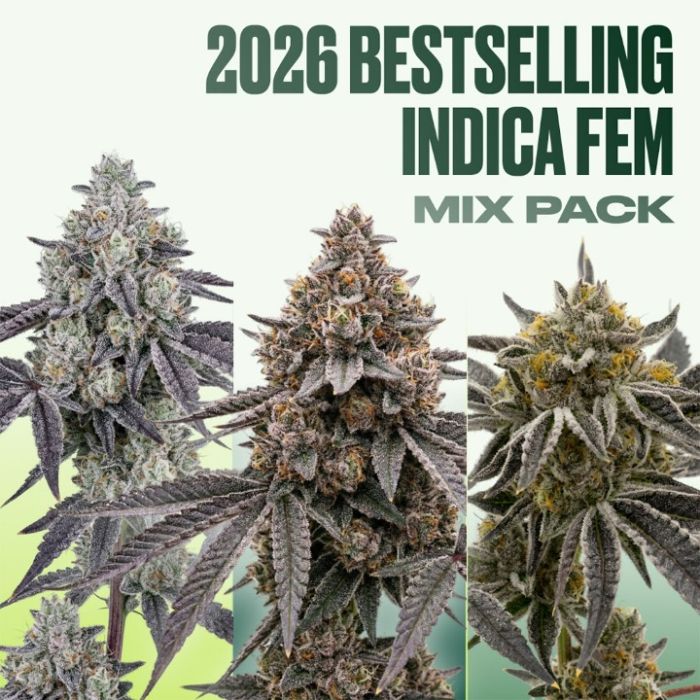 2026 Bestselling Indica Fem Collection