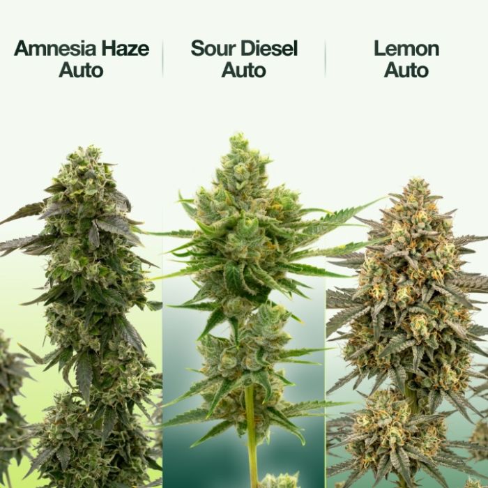 2026 Bestselling Sativa Auto Collection