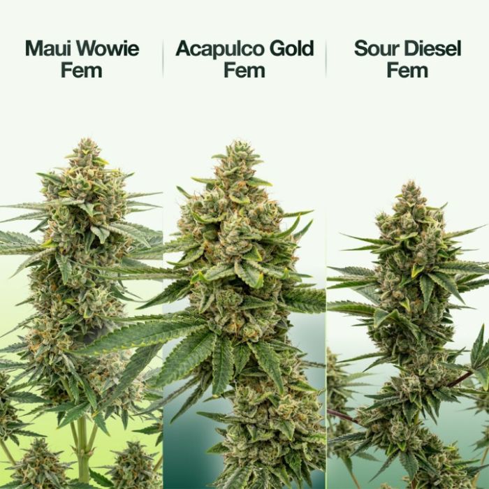 2026 Bestselling Sativa Fem Collection