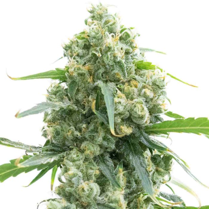 Early Skunk Feminized Cannabis Seeds