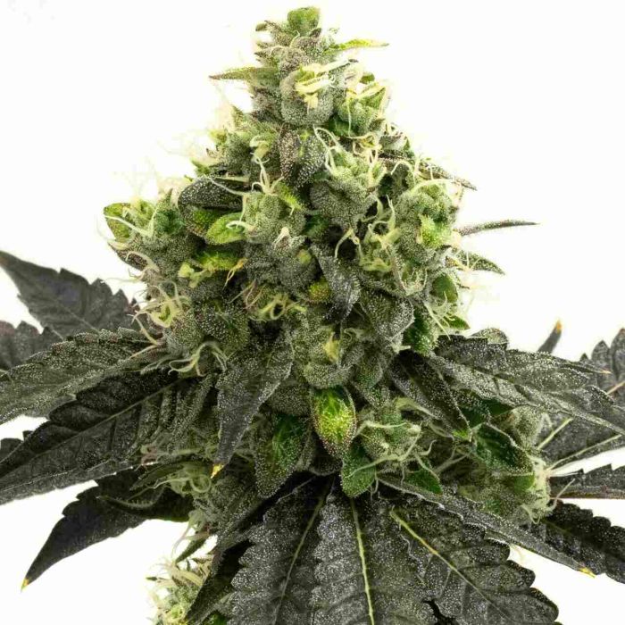 Blueberry Autoflower Cannabis Seeds