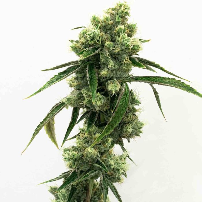 Super Skunk Feminized Cannabis Seeds