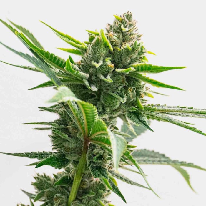 Garlic Breath Feminized Cannabis Seeds