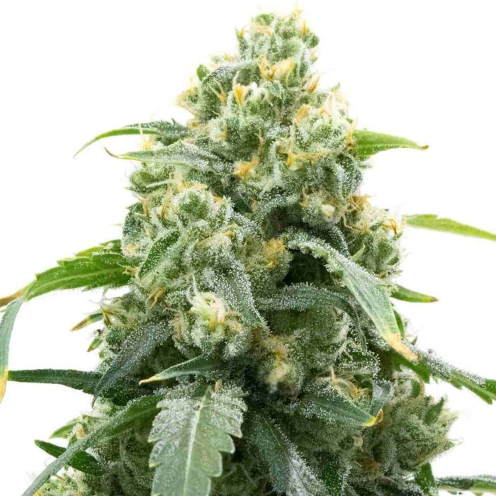 Big Bud Fast Version Cannabis Seeds