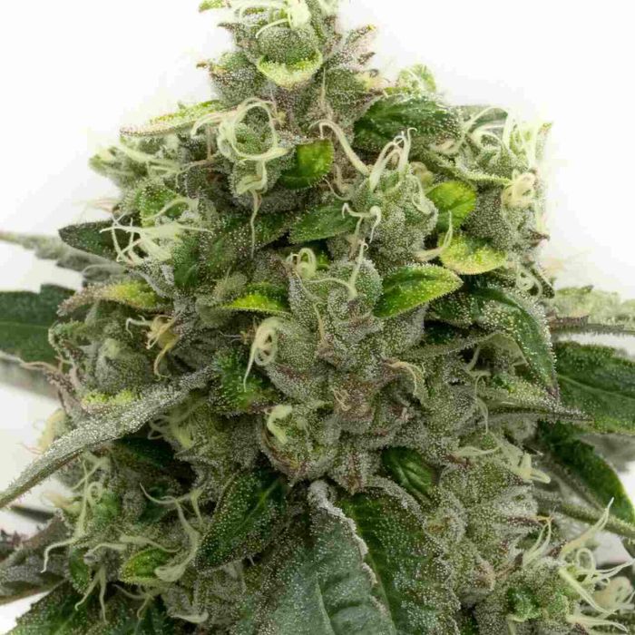 Bubblegum Haze Feminized Cannabis Seeds