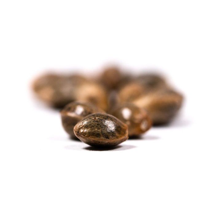 Critical Glue Autoflower Cannabis Seeds