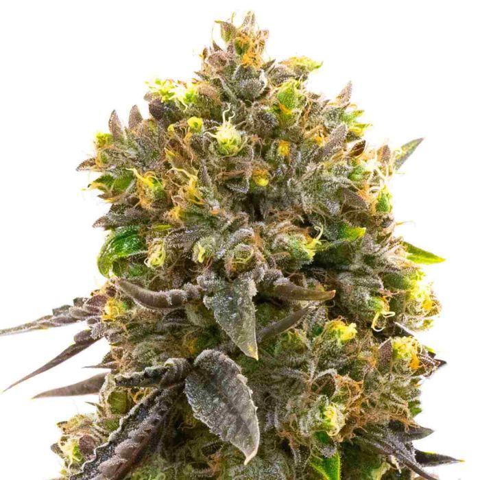 Fruity Glue Regular Cannabis Seeds