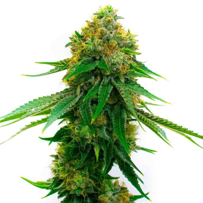 5 Alive Feminized Cannabis Seeds