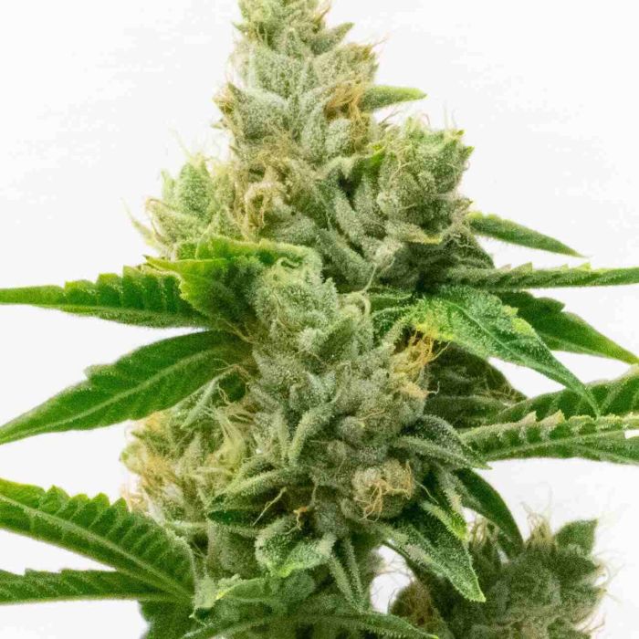 Skunk #1 Autoflower Cannabis Seeds