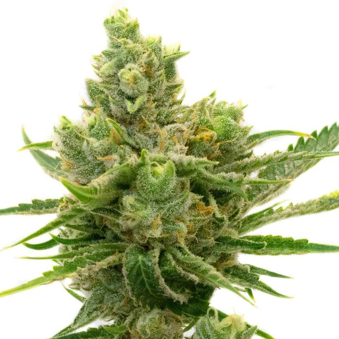 Sour Diesel Autoflower Cannabis Seeds
