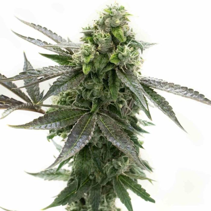 Blackberry Kush Feminized Cannabis Seeds