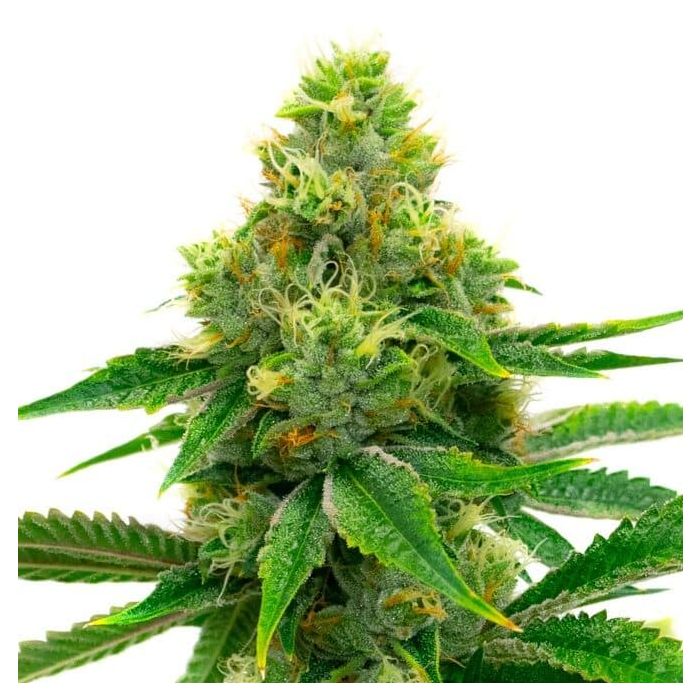 Tangie Autoflower Cannabis Seeds
