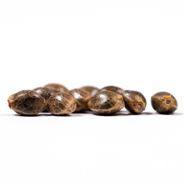 Skunk Fast Version Cannabis Seeds