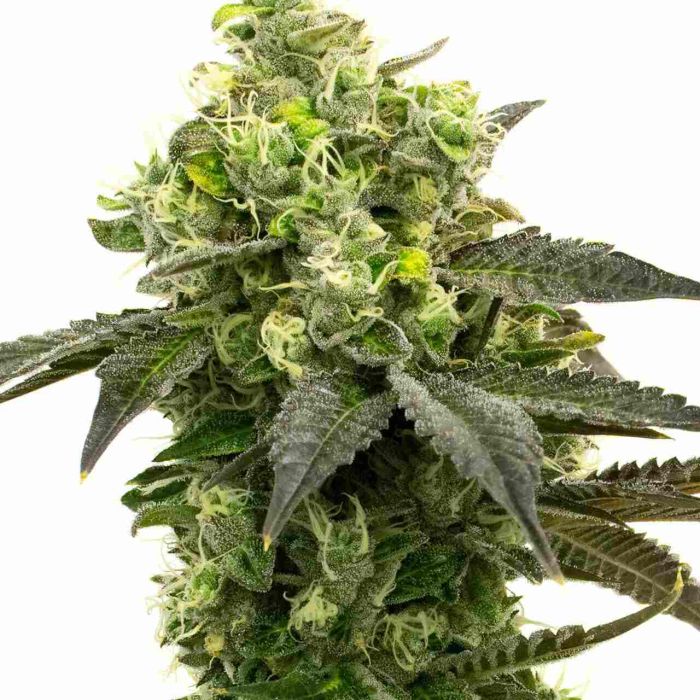 Gorilla Glue #4 Feminized Cannabis Seeds