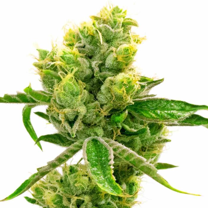 CBD Cream & Cheese Feminized Cannabis Seeds
